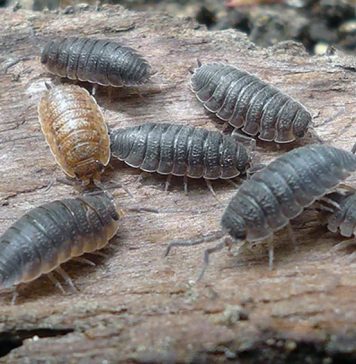 Как профессионалы «Марафет» уничтожают мокриц