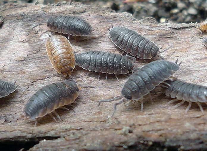 Как профессионалы «Марафет» уничтожают мокриц