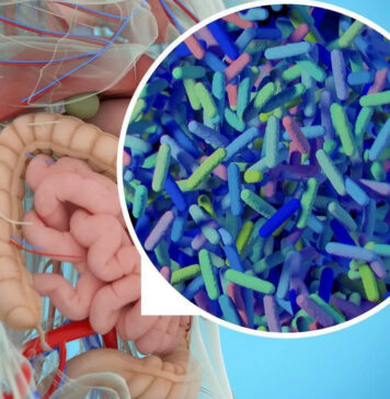 Что следует знать про кишечную микрофлору?