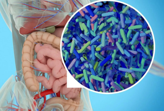 Что следует знать про кишечную микрофлору?