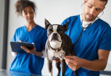 Удобство и польза вызова ветеринара на дом