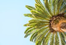 Пальмовое масло: разоблачаем мифы и выясняем правду вместе с ВкусВилла