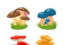 Грибные микродозинги: особенности выбора