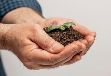 Покупка семян онлайн: какие особенности