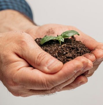 Покупка семян онлайн: какие особенности