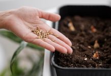 Семена газонных, кормовых трави медоносных растений: как выбрать и использовать