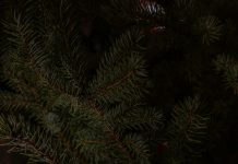 Елки оптом: ваш путь к новогоднему успеху