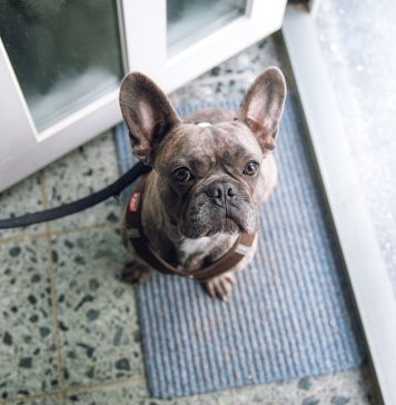 Как выбрать придверный коврик: полезные советы