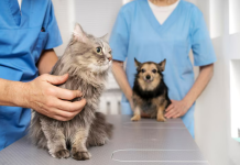 Как проходит ветеринарный осмотр на дому: пошагово