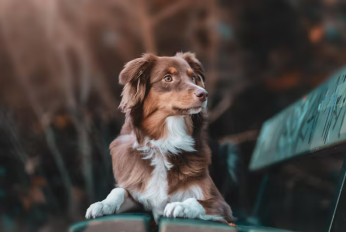 Как помочь собаке пережить сезон фейерверков и петард