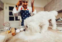 Мальтипу: идеальный питомец для семьи и заводчика