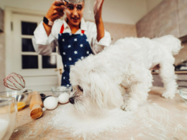 Мальтипу: идеальный питомец для семьи и заводчика