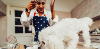 Мальтипу: идеальный питомец для семьи и заводчика